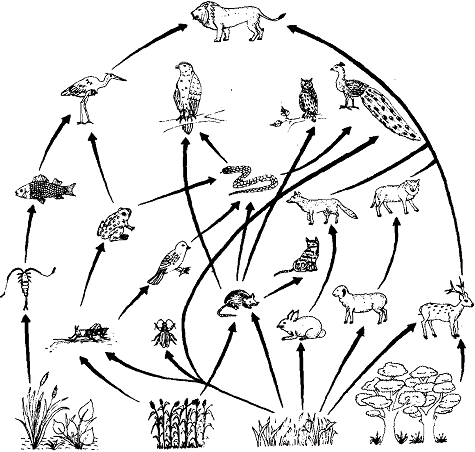 2099_food web.png